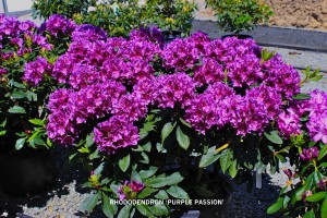 Rhododendron 'Purple Passion' - blooming